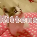⊹    dti kittens