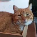 Sefinek