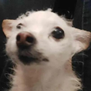 Yappers Oasis 🐹 Server Icon