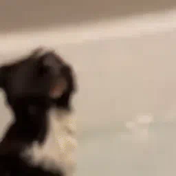 (💧goog tag) daily spooky cat (discord edition)