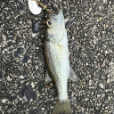 釣り倶楽部 Discord server icon