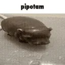 𝓕𝓮𝓶𝓫𝓸𝔂 𝓐𝓷𝓪𝓻𝓬𝓱𝔂  🌈🇫🇷 discord icon