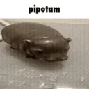 𝓟𝓲𝓹𝓸𝓽𝓪𝓶 𝓐𝓷𝓪𝓻𝓬𝓱𝔂  🌈🇫🇷 discord icon