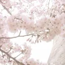 ʚ kiniko ৎ˚₊