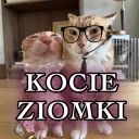 KOCIE ziomki {≽^•⩊•^≼}