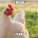 bird nerds against bird flu
