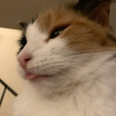 CALICO CONVERSE!! Discord server icon