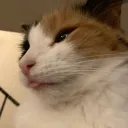 CALICO CONVERSE!! Discord Server Icon