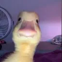 The Duck Pond