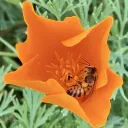 SoCal Guerrilla Gardening with @jasonjourneyman