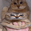 Tole Tole | silly cats Discord server icon