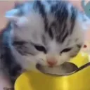 cat cafe