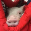 Pig House