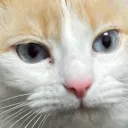 Stray Cats 18+