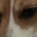 Mr.Paws’s dog kennel