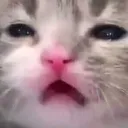 Ikoo