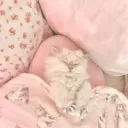 paw