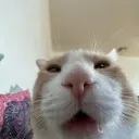 Wiwwo piwwo's server