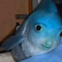 〚 ✎﹏ 𝘊𝘢𝘮𝘱 𝘏𝘢𝘭𝘧-𝘉𝘭𝘰𝘰𝘥 〛 Discord server icon