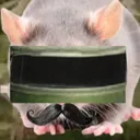 MouseGang