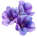 DTI Petals˚˖𓍢ִ໋❀