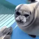 SELKIECORD