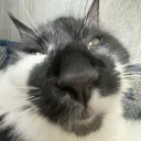 Brainrot Cats