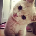 (⸝⸝> ᴗ•⸝⸝) Neko Café