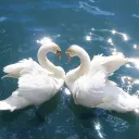 Lovely Swans