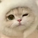 貓咪吃肉肉
