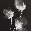 wilting flowers