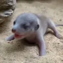 Dead Meerkat
