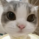 Cat Society