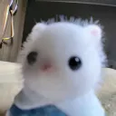 Calico Critterss's icon