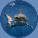 𝐃𝐚 𝐂𝐚𝐭'𝐬 𝐖𝐨𝐫𝐥𝐝 Discord server icon