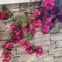 Tori's Garden