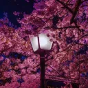 Hanami