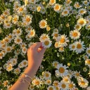 🌼 Harmony of Modes 🌼