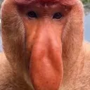 Macaco