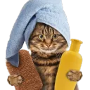 Cat Who Bath