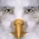 $STARINGEAGLE