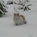 Catfeinated ᓚᘏᗢ