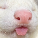 Kitty Tongues (21+) Discord server icon