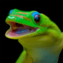 Squamata