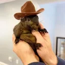  Peanut_The_Squirrel  Discord Server Icon