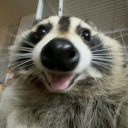 ❤Raccoon’s Femboy Hub❤