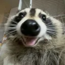 ❤Raccoon’s Femboy Hub❤