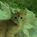 𝙸𝚗𝚏𝚒𝚗𝚒𝚝𝚎 ,,