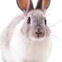 Rabbit Hole