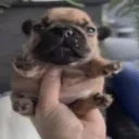 fruitylooplair